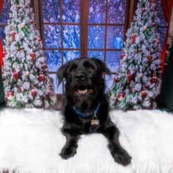 Pet Photography