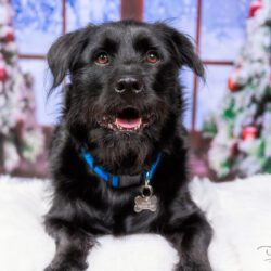 Christmas Photos