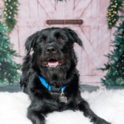 Christmas Photos for Christmas cards and gifts
