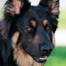 Dog Photography