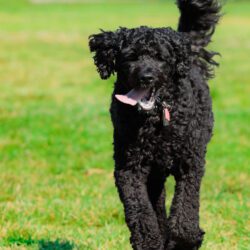 Dog Photography