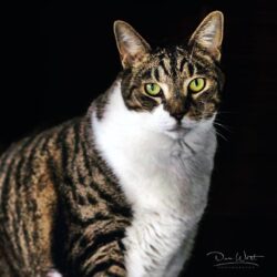 Pet Photography