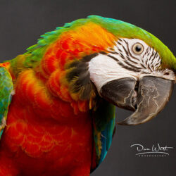 Pet Photography